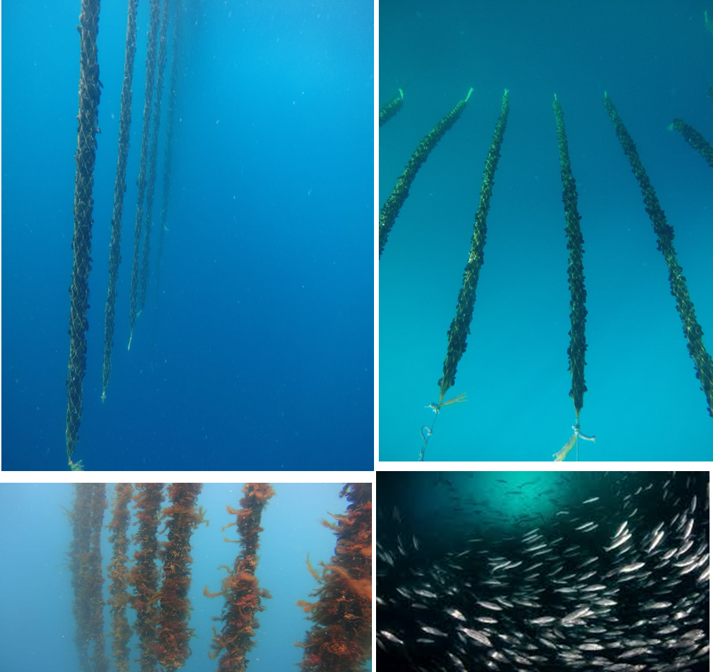 Underwater pictures of species grown