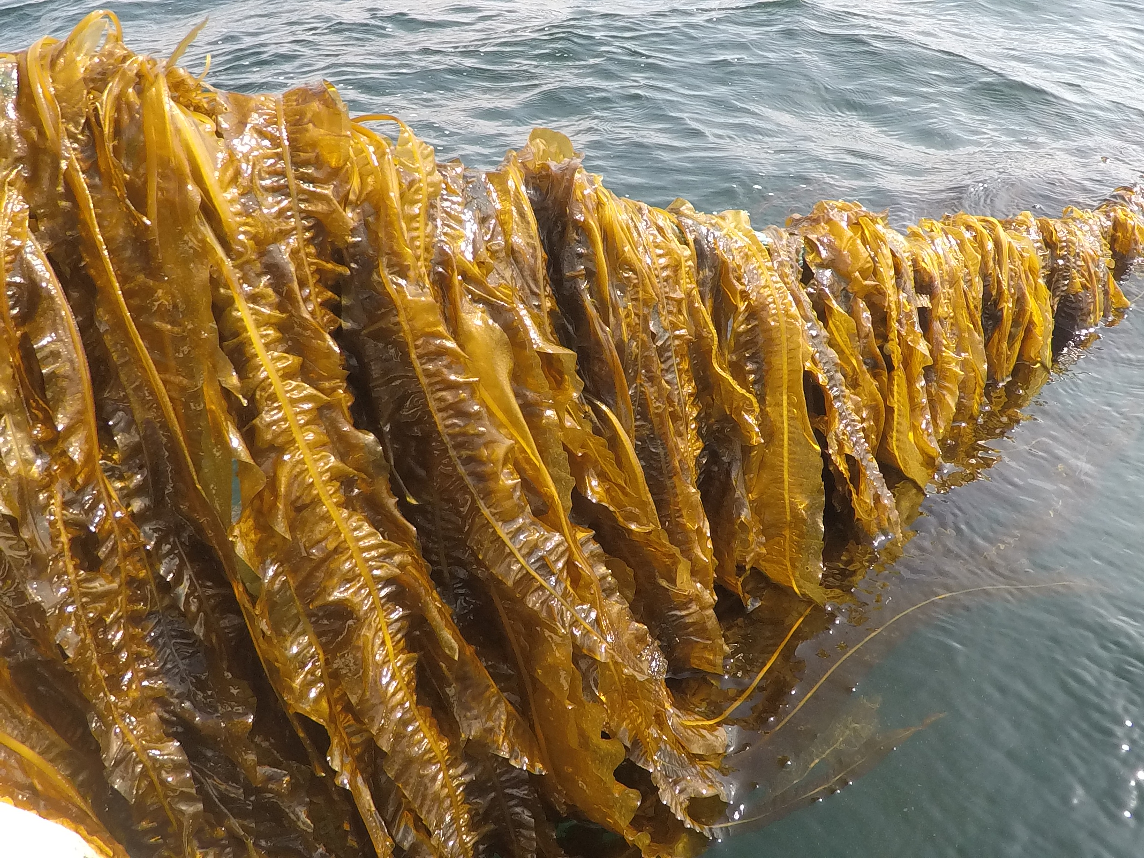 Seaweed on line