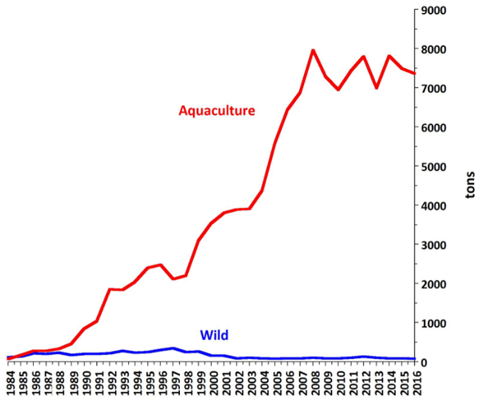 A chart showing the production of farmed and wild turbot in Europe since1984. Aquaculture supply increased and dominates.