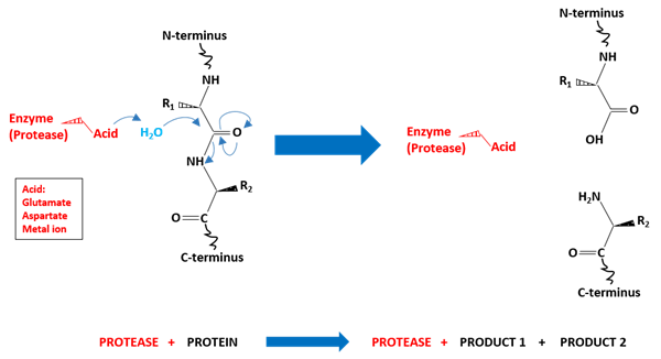 Diagram showing the chemical structures that are changed by the addition of protease enzyme 