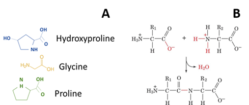 Diagram of the chemical structure of hydroxyproline, glycine and proline