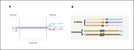 Diagram of Fibril-forming collagen structure. Collagen type I  (A); Basement membrane collagen. Collagen type IV