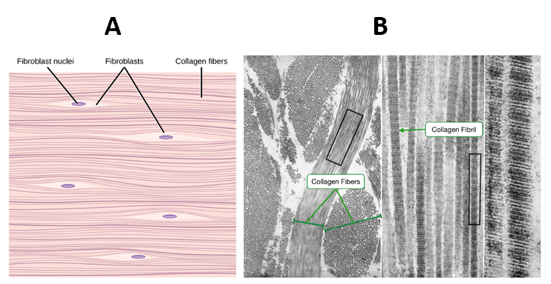 A drawing and then an electron microscope photograph (TEM) of collagen fibres