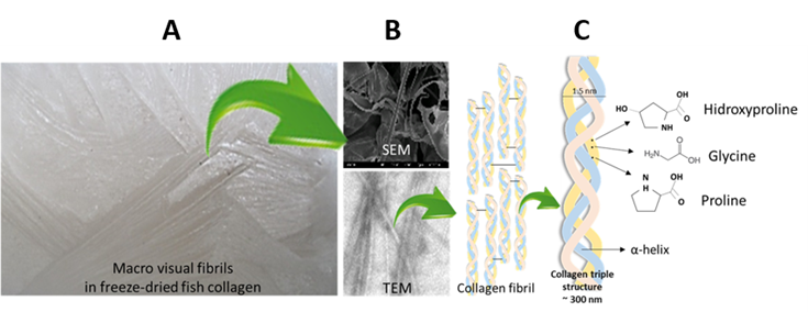 There are three photographs taken with electron microscopes and a diagram of collagen fibril structure 