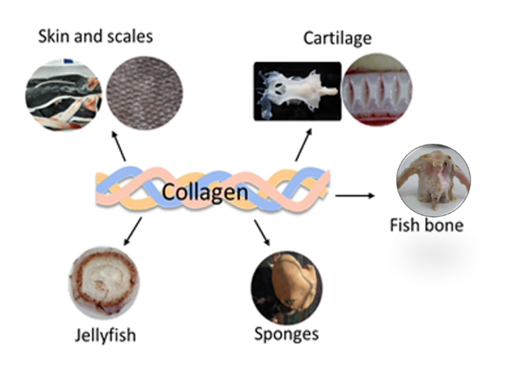 Diagram with a representation of collagen at the centre with arrows radiating out to examples such as fish skin and scales