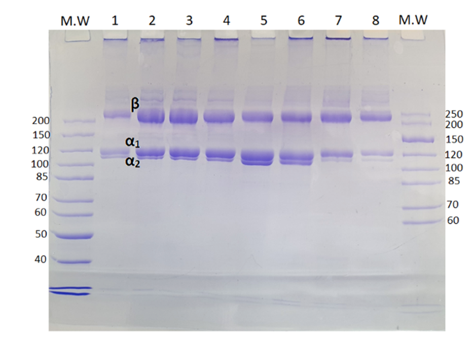 Image of a electrophoreticgel plate using the SDS-PAGE technique. 