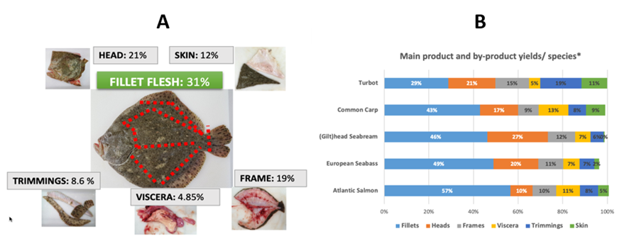 On the left is a photo of turbot with byproducts shown. On the right is a chart of percent yeilds of fillets for five species