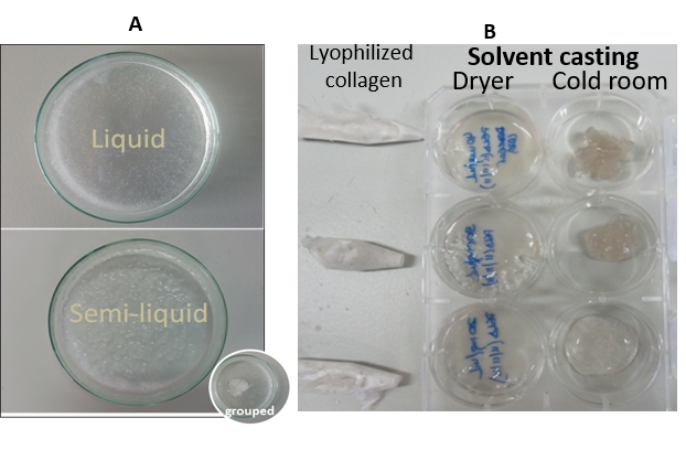 The image shows several types of fish collagen-chitosan, ranging from liquid to fairly solid pieces.