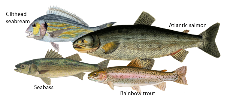 Picture of different fish species (Gilthead seabream, seabass, rainbow trout and Aatlantic salmon)