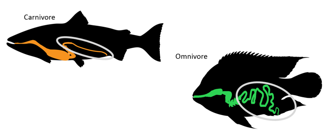 Schematic image showing the digestive system of omnivorous and carnivorous fish in a simplified way.