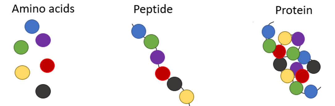Schematic representations of an amino acid, a peptide and a protein.