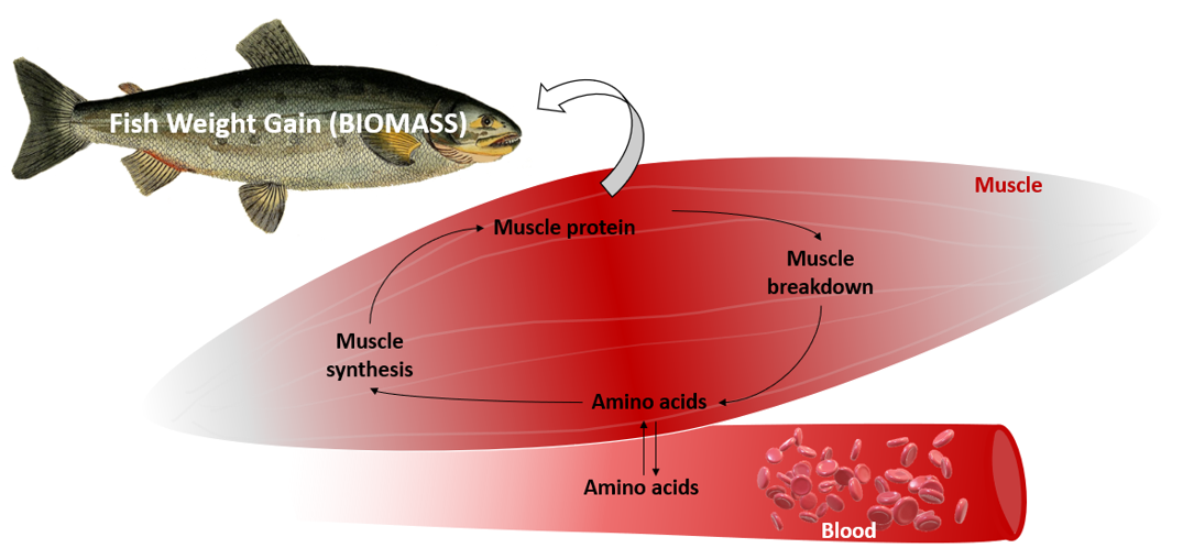 Schematic image showing the muscle synthesis and breackdown