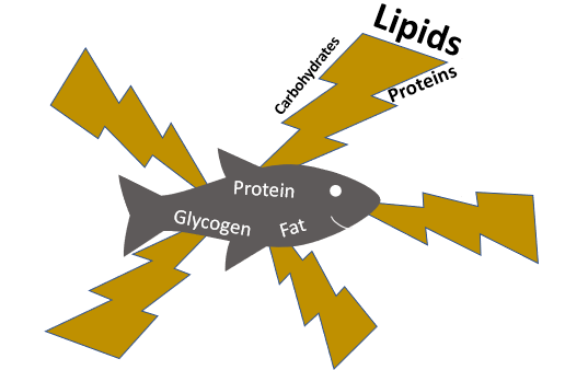 Image showing a fish "receiving" energy from carbohidrates, lipids and protein.