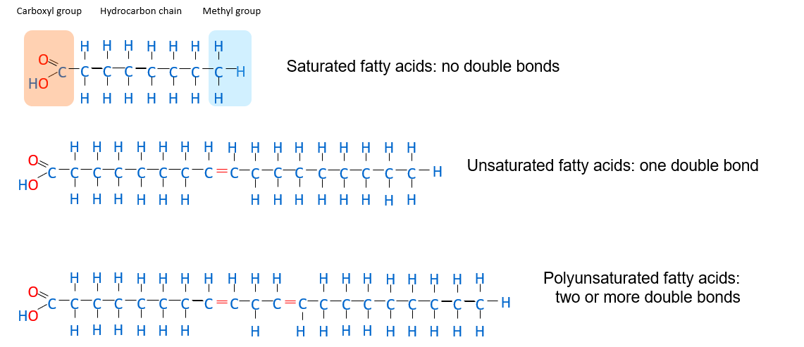 Schematic representations of saturated, unsaturated and polyunsaturated fatty acids.