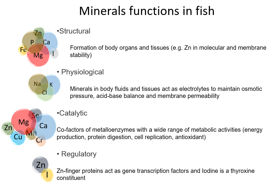Schematic representation of the minerals structural, physiological, catalytic and regulatory functions in fish.