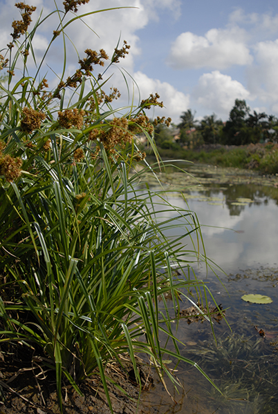 Photo of a wetland plant on the bank of a pond with water in the background