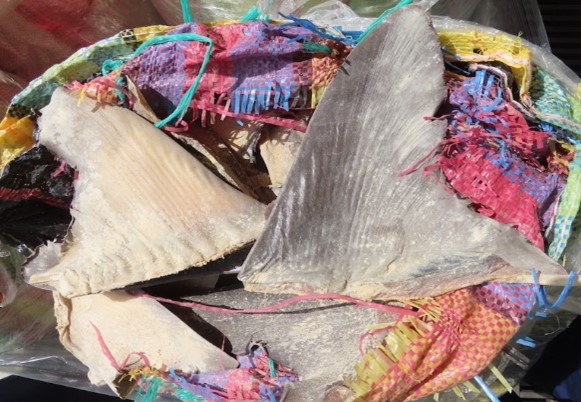 photograph of shark fins in a basket