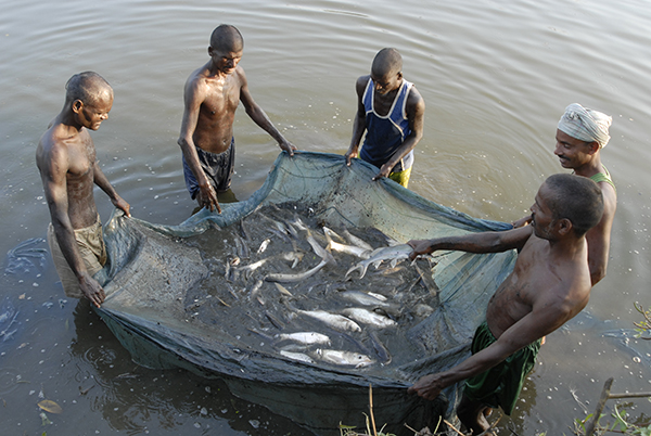 People standing in a pond holding a fish net between them which contains lots of fish
