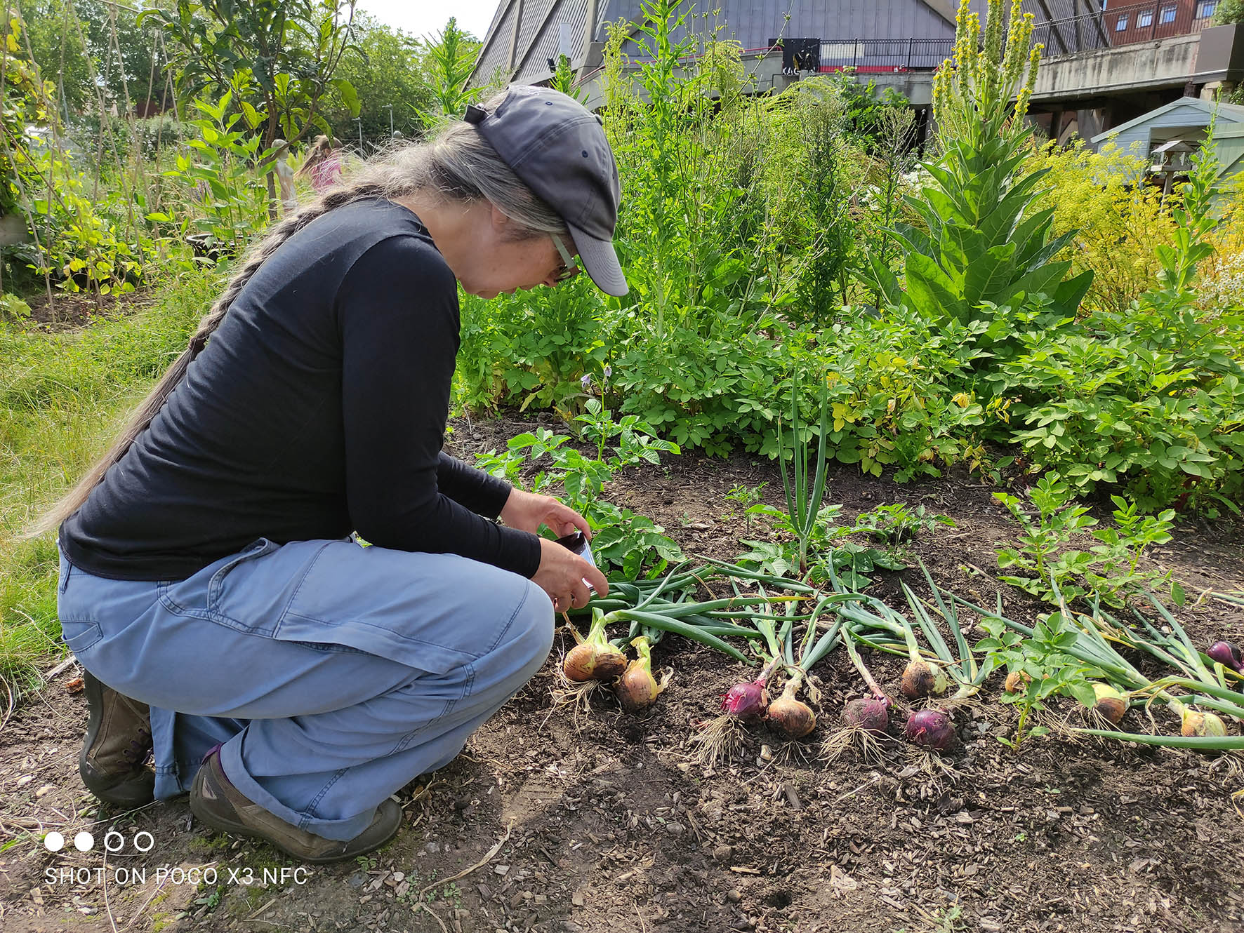 A woman kneeling taking a picture of a bunch of freshly harvested onions with her smartphone