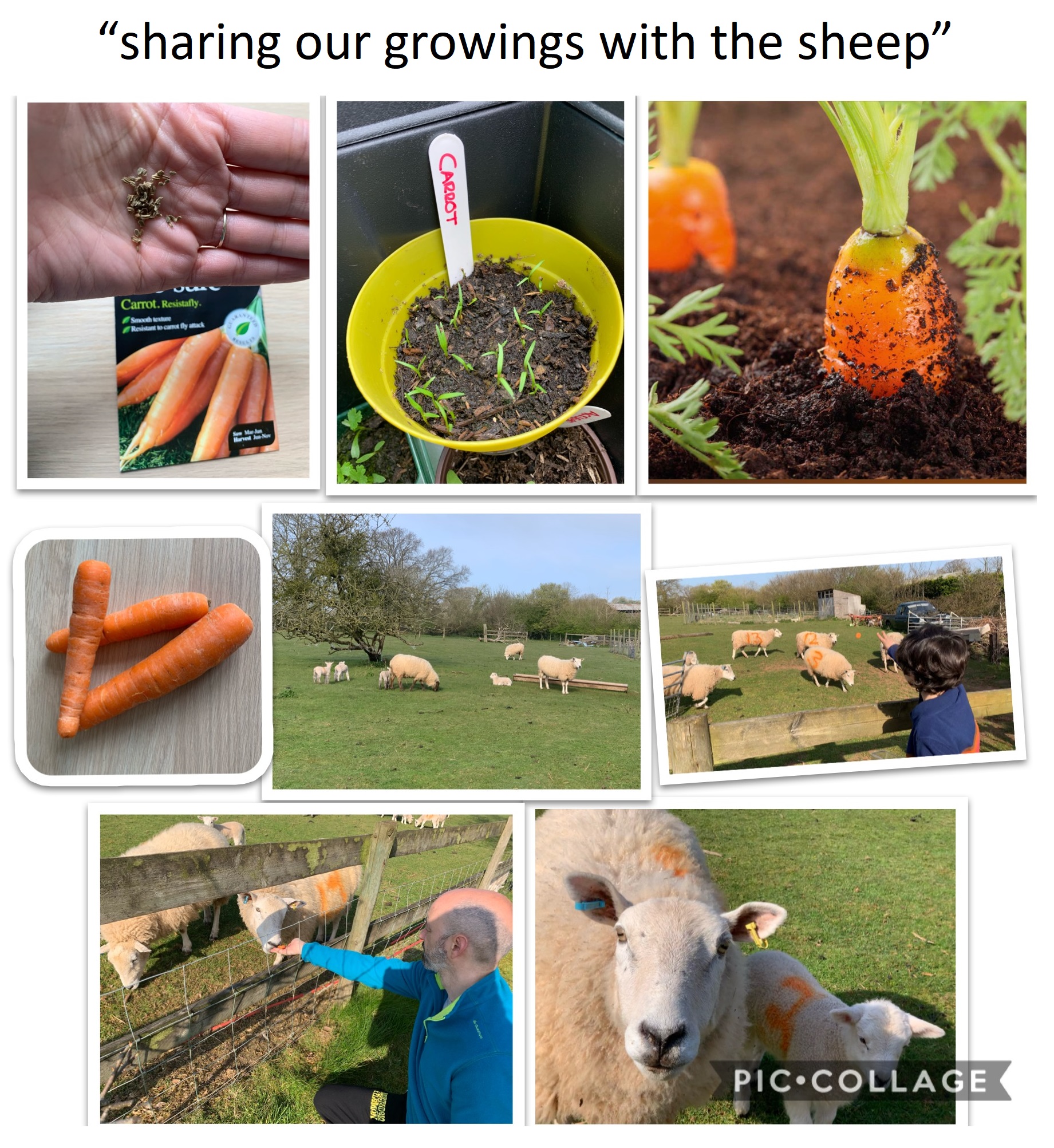 Photostory showing the growing of carrots and then feeding them to sheep