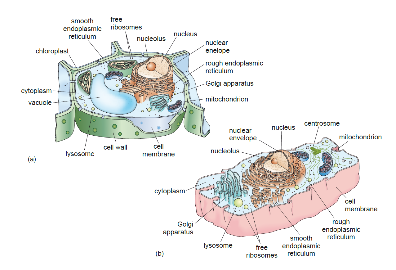 Figure 2. (a) a typical plant cell; (b) a typical animal cell.