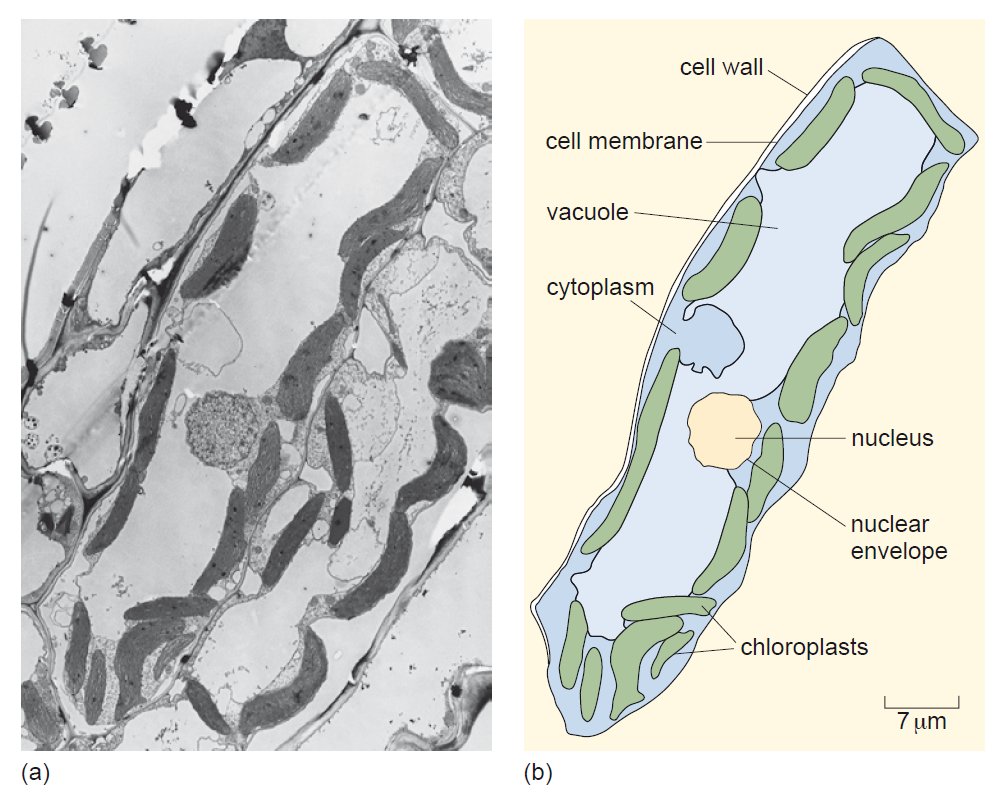 Figure 3. (a) an electron micrograph of a plant cell; (b) a 2D drawing of the plant cell shown in (a).