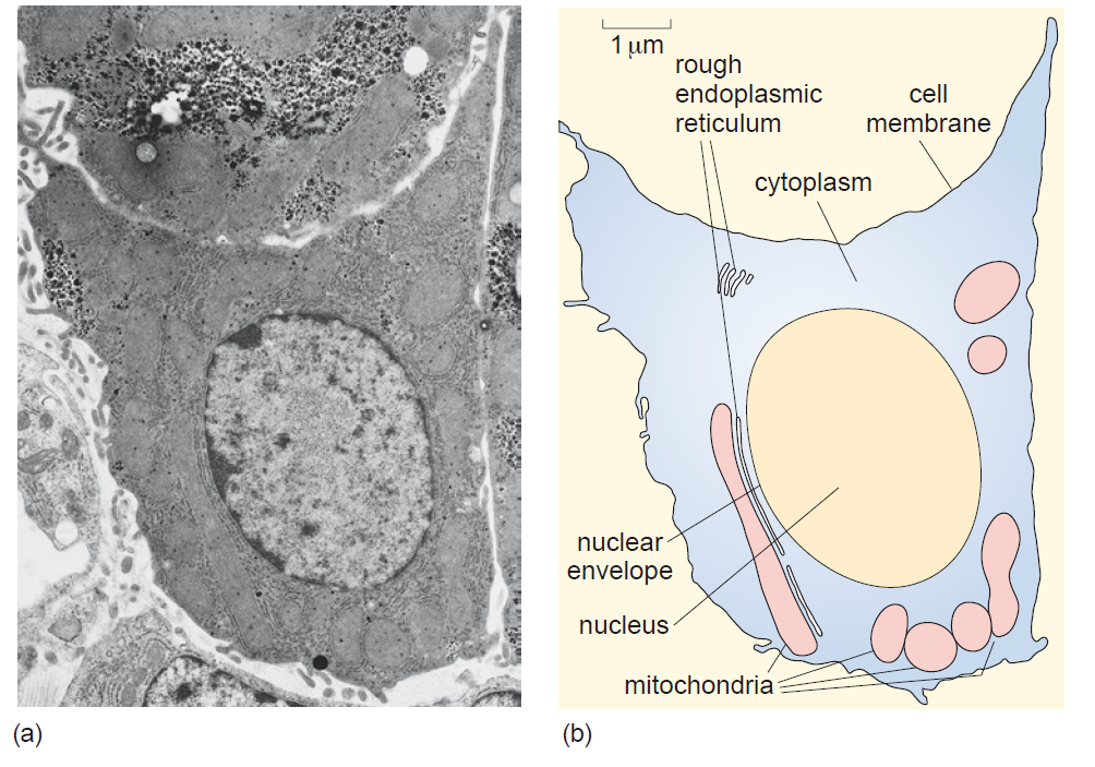 Figure 4. (a) an electron micrograph of an animal cell; (b) a 2D drawing of the animal cell shown in (a).