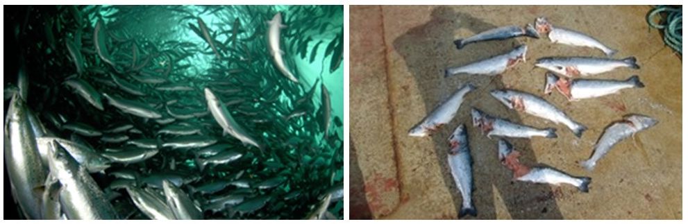 Underwater photo of salmon in a cage on the left, and dead salmon with predator injuries on the right