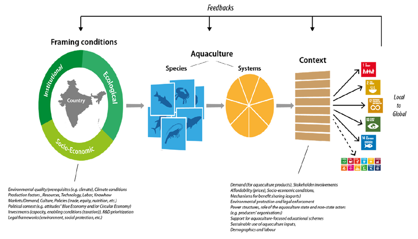 Infographic showing how aquaculture activities can be related to sustainable development goals.