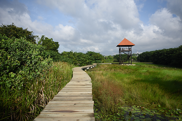 View of wetland habitats with a boardwalk for visitors and wildlife viewing tower