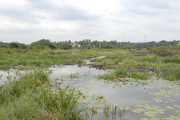 View of wetland habitats with pond and plants