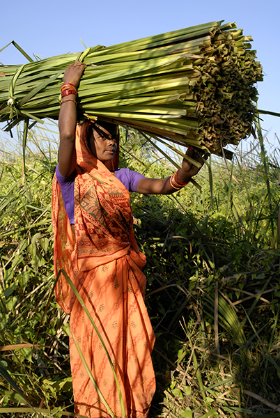 A person carrying a bundle of plants on their head which they have just harvested