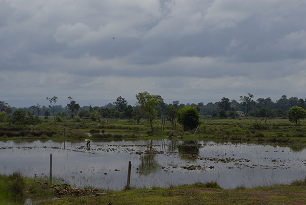 Photo of wetland landscape with person working in it collecting plants