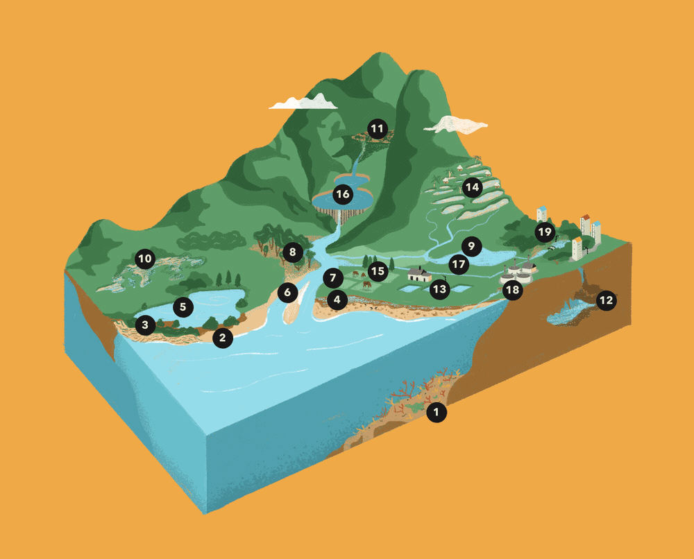 Illustration of different wetland types across a landscape