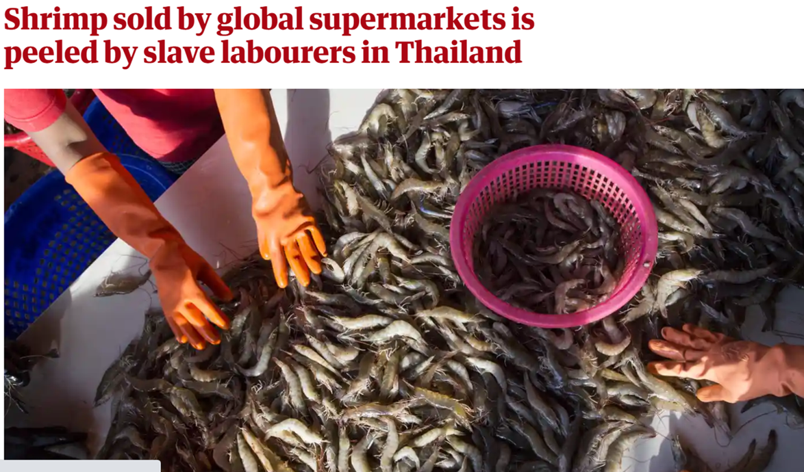 Newspaper headline and photograph on use of slave labour in shrimp processing industry in Thailand 2015