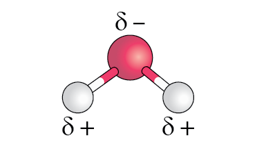 Uneven distribution of charge between the oxygen atom (red) and hydrogen atoms (white) in a water molecule.