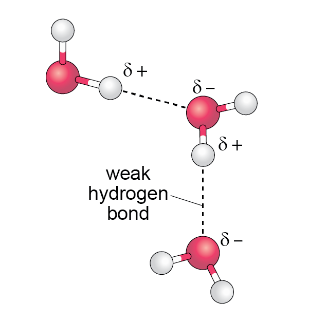Hydrogen bonds holding adjacent molecules together. The polarised charges are shown.