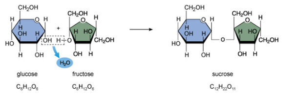 Figure 3. Glucose and fructose linking by covalent bonds to form sucrose (sweet table sugar). Monosaccharides are represented