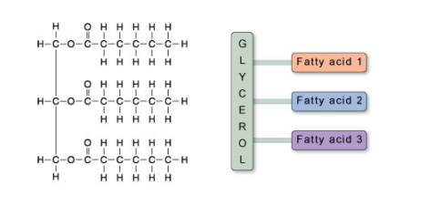 Figure 4. A molecule of triacylglycerol showing the three fatty acids covalently linked to a glycerol molecule.