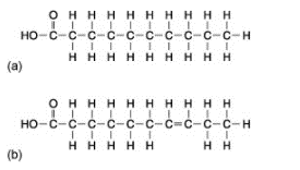 Figure 5. Example of (a) a saturated and (b) an unsaturated fatty acid chain.