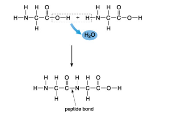 Figure 7. Two amino acids link together by covalent bonding to form a dipeptide