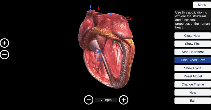 The circulation of blood through the chambers and blood vessels of the heart.