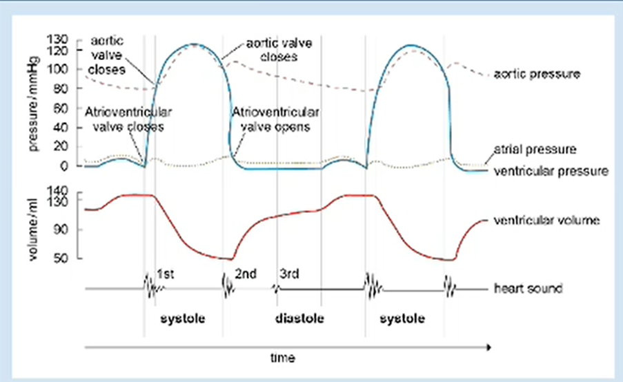 A graph showing the cardiac cycle with additional detail
