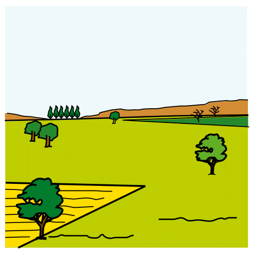 Un paysage de monoculture