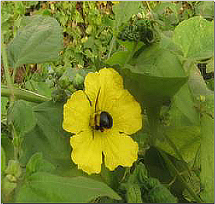 insect pollinating flower