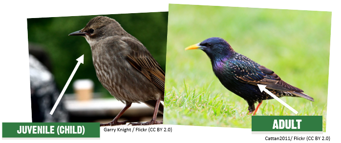 A juvenile (child) starling and an adult starling.