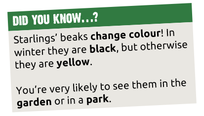 Did you know starlings' beaks change colour. They are usually yellow, but black in winter. Find them in gardens and parks!