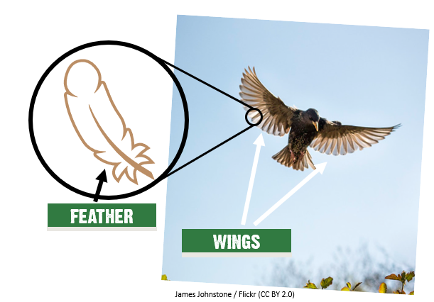 A starling's wings in flight with arrows; there is a diagram of a feather. Feathers are what make up the wings.