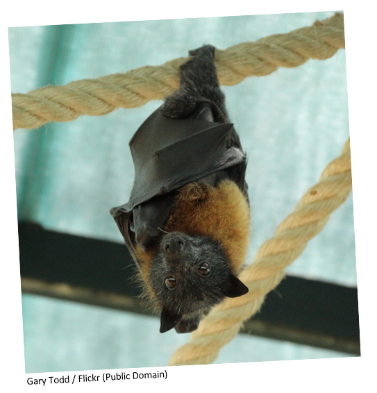 A bat hanging from a rope.