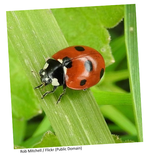 A red ladybird on a leaf.